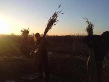 volunteers reed collecting, late on a winter day