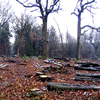 Touchwood trees google maps link