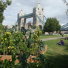 Raised Food Beds-Potterfield Park-London
