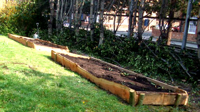Larch wood raised beds