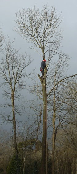 Touchwood Trees Ltd
